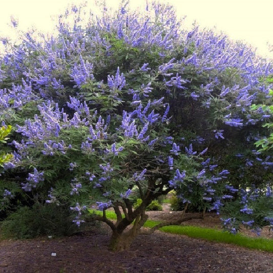 Chaste Tree (100mm pot)