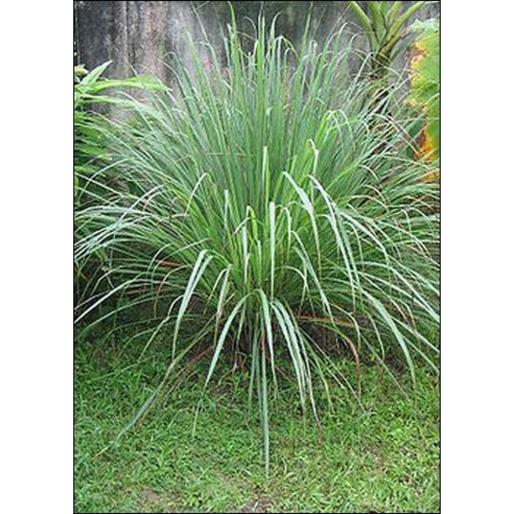 Lemongrass