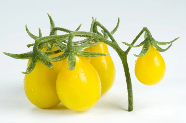 Heirloom Beams Yellow Pear Tomato Seeds (organic)