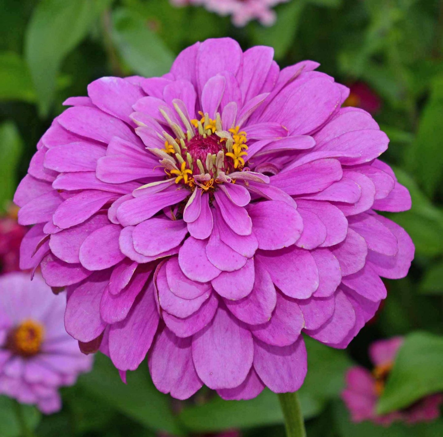 Zinnia Dream Rosy Lavender Seeds