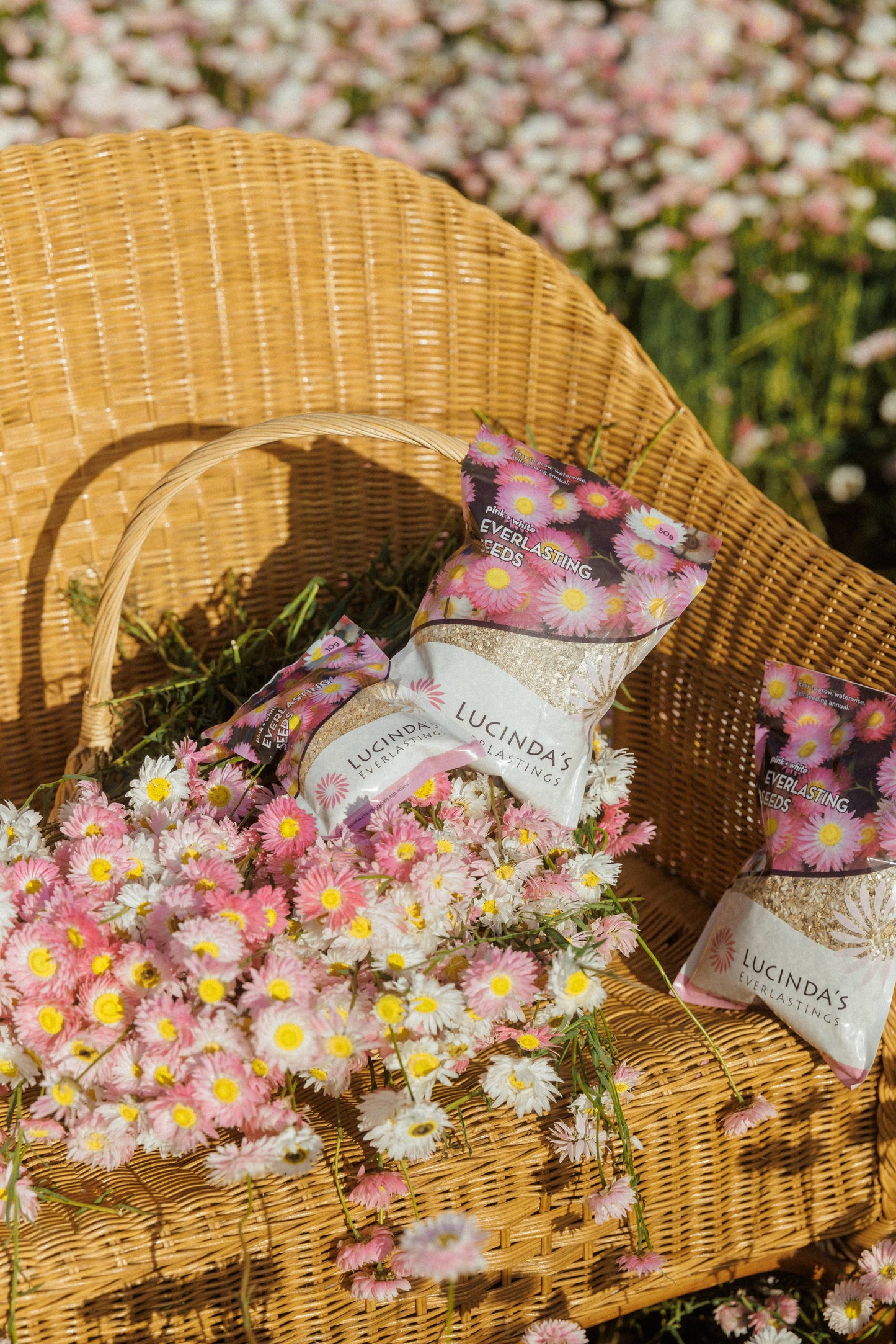 Everlasting Paper Daisy Seed - 10 g