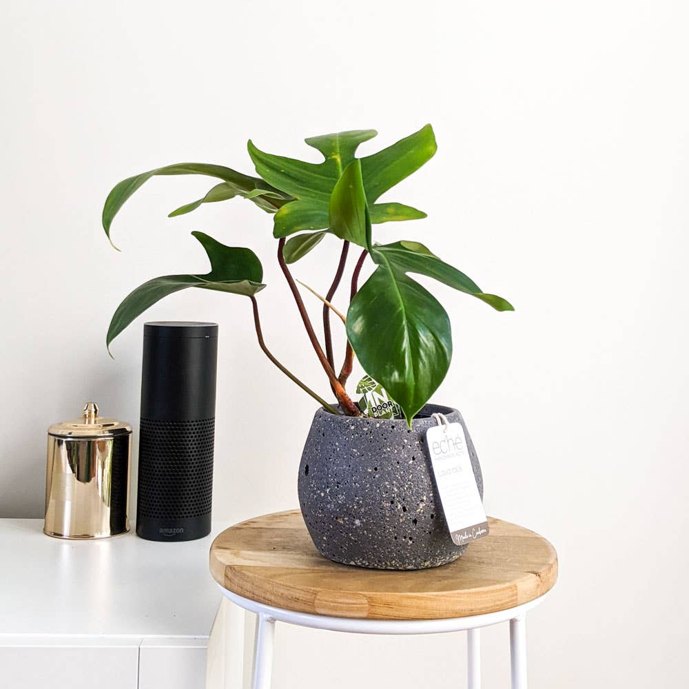 Lava Rock Koala Pot