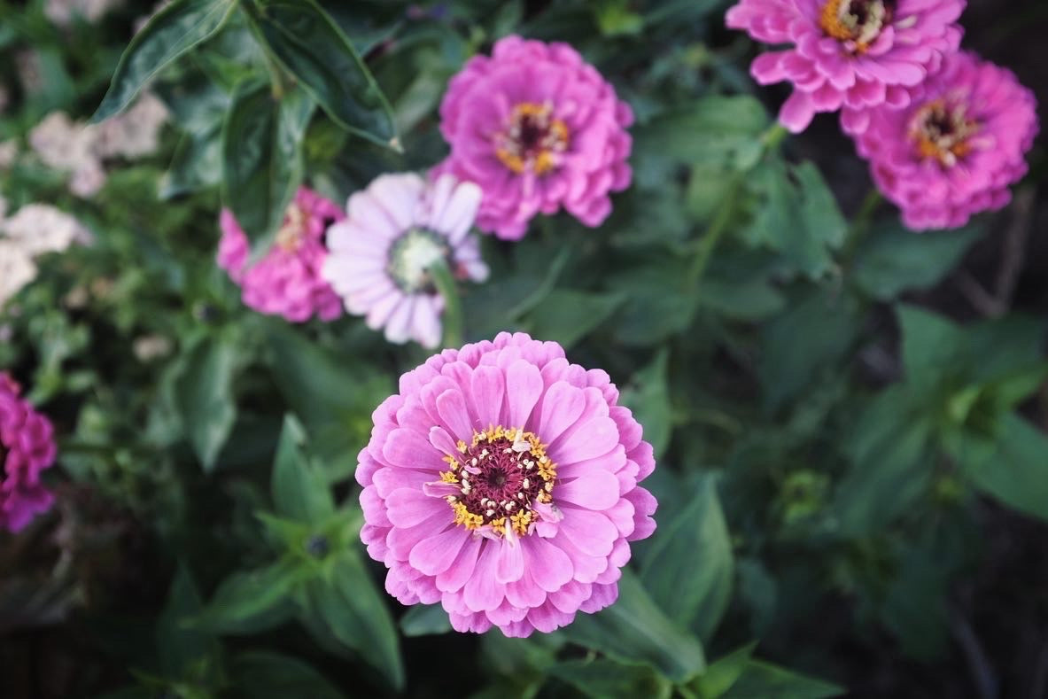 Zinnia Dream Rosy Lavender Seeds