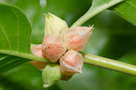 Ashwagandha Seeds