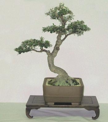 Bonsai Hamper Australian Native Red Swamp Banksia
