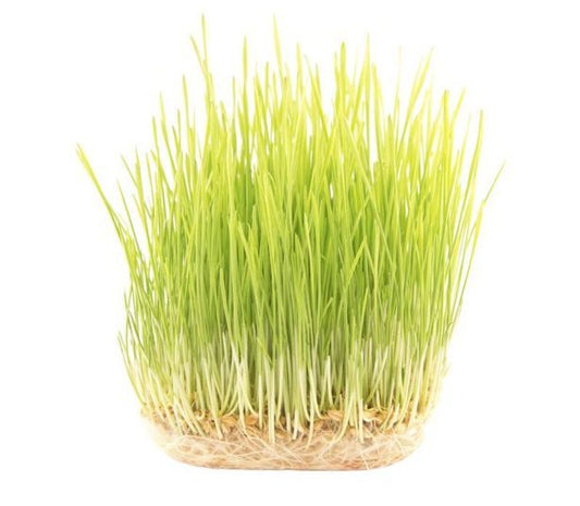 Barley Grass Sprout Seeds (Not to Tas)
