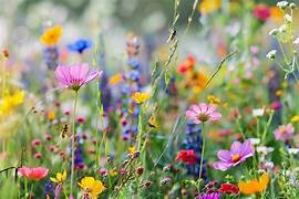 Wild Flower & Herb Mix For Good Bugs (Not to WA or TAS)