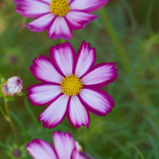 Cosmos Candy Stripe Seeds