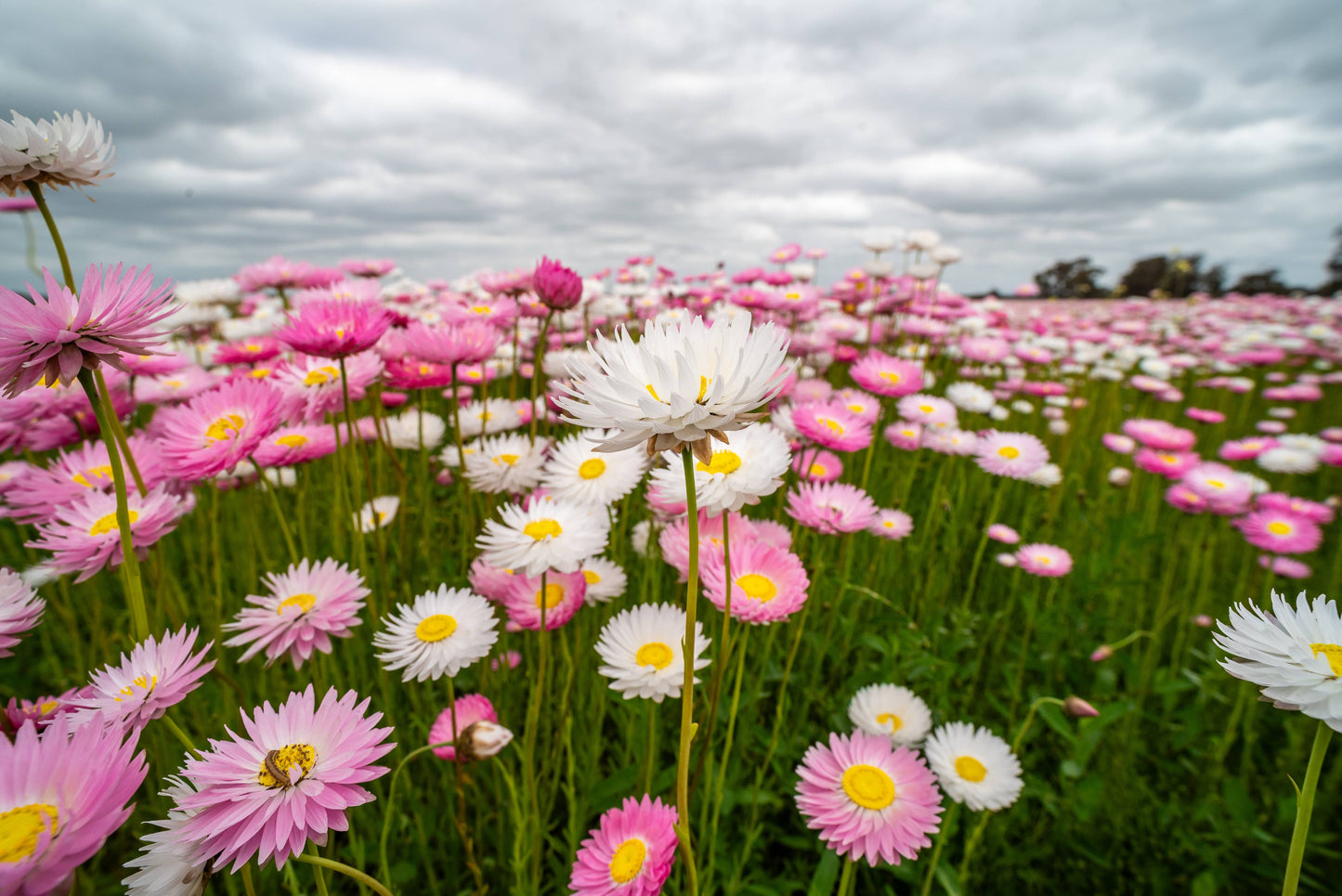 Everlasting Paper Daisy Seed - 10 g
