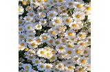 Chrysanthemum Pure White Seeds