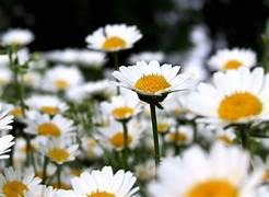 Chrysanthemum Pure White Seeds