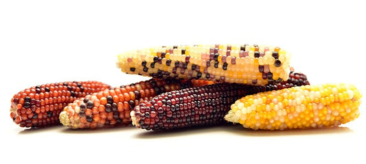 Heirloom Anasazi Sweet Corn Seeds (NOT to WA, TAS & NT)