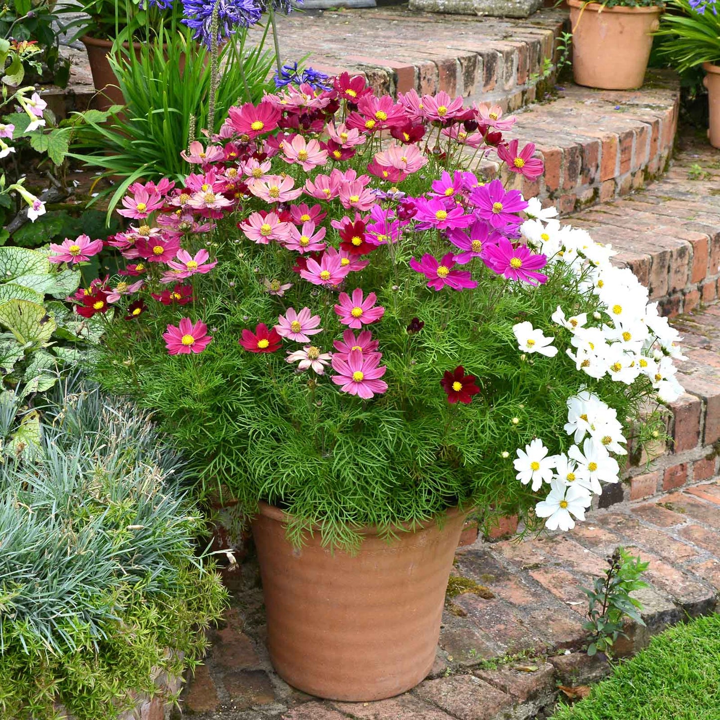 Cosmos Dwarf Sensation Mix Seeds