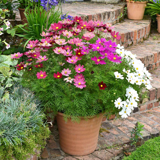 Cosmos Dwarf Sensation Mix Seeds