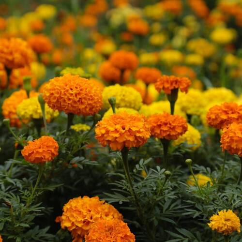 Marigold Crackerjack Seeds