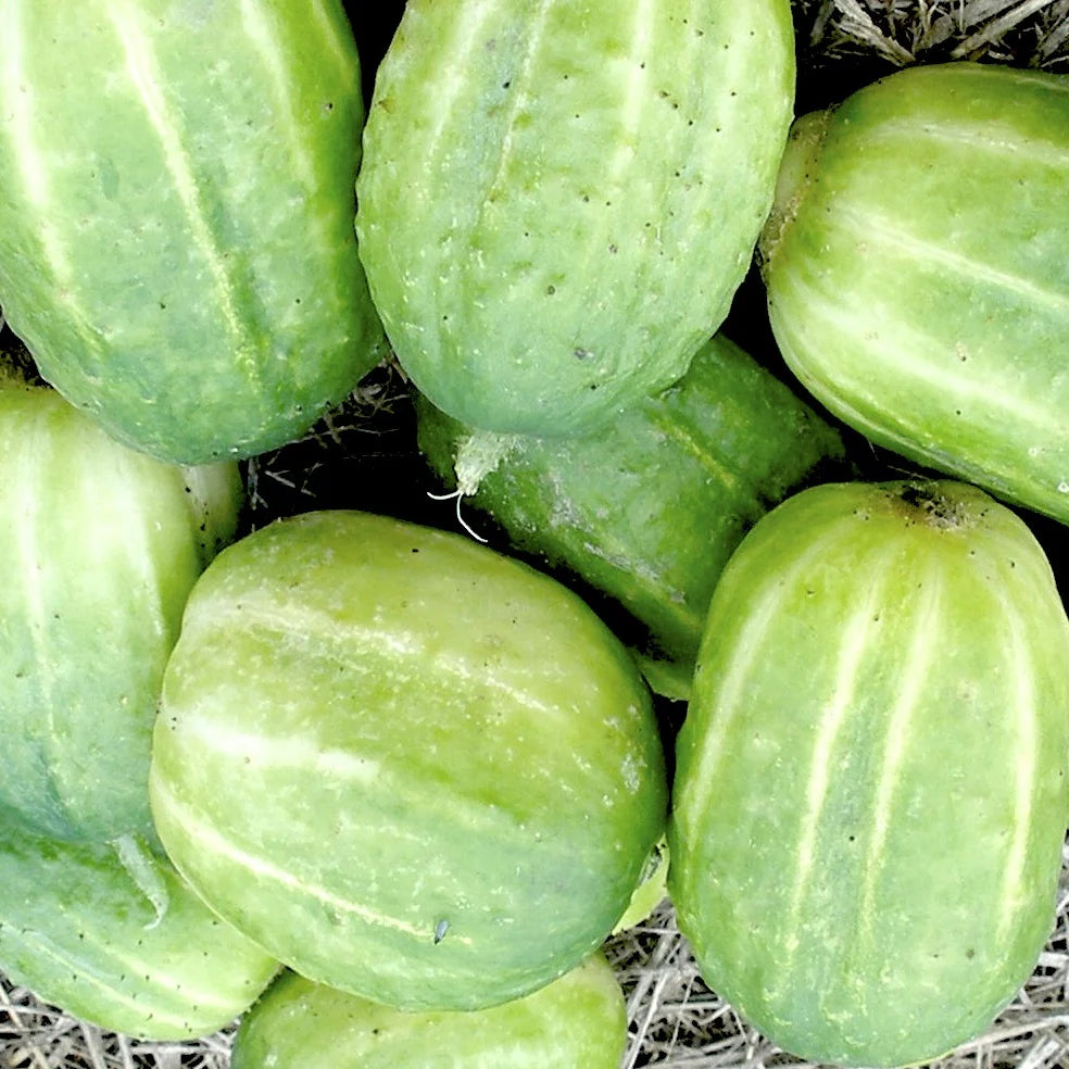 Heirloom Richmond Green Apple Cucumber Seeds