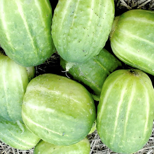 Heirloom Richmond Green Apple Cucumber Seeds