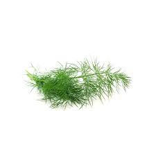 Dill Bouquet Seeds