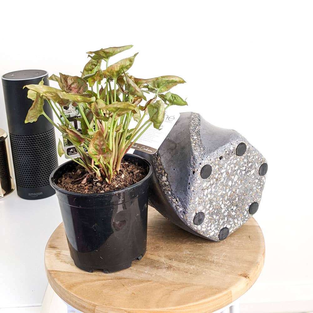 Lava Rock Swirl Pot