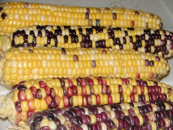 Heirloom Anasazi Sweet Corn Seeds (NOT to WA, TAS & NT)