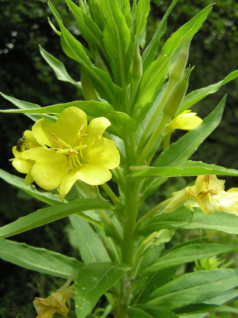 Evening Primrose Seeds