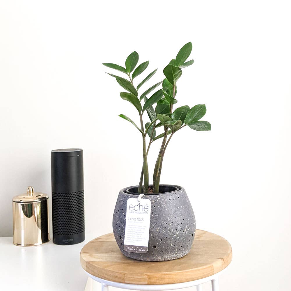 Lava Rock Koala Pot