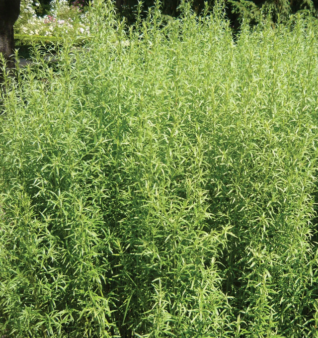 Tarragon 'Russian' Heirloom Seeds