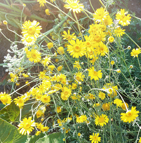 Golden Chamomile Seeds