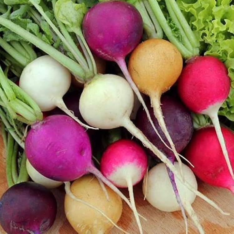 Heirloom Radish Black, Pink & White Seeds