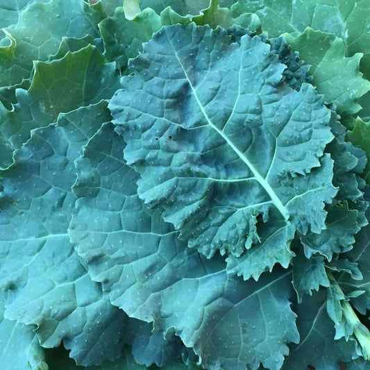 Heirloom Premier Kale Seeds