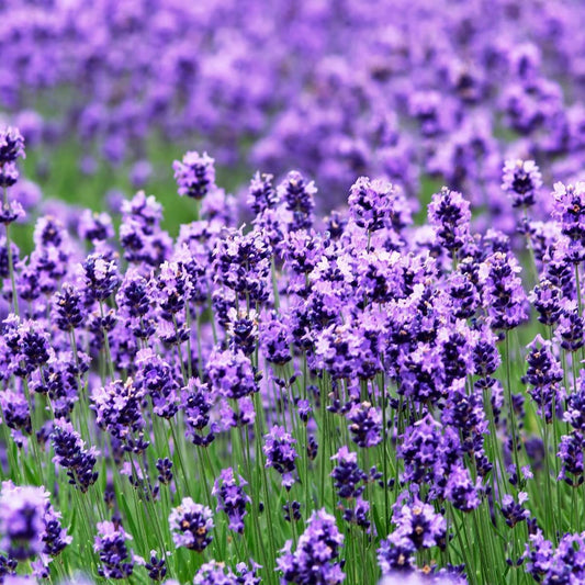 True English Lavender Seeds