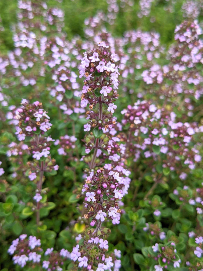Wild Lemon Thyme Seeds