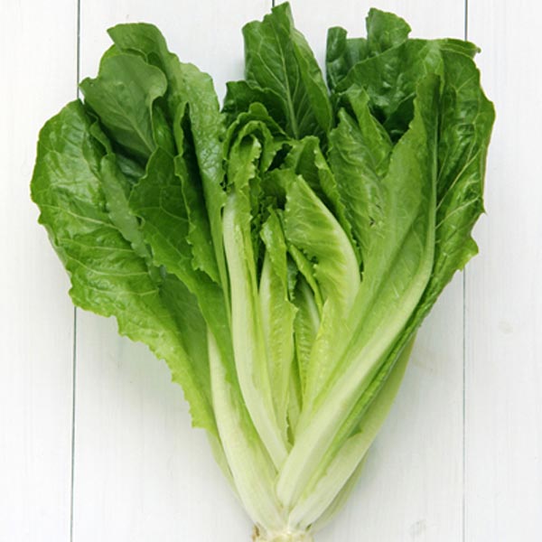 Heirloom Cos Lettuce - Parris Island Green Seeds