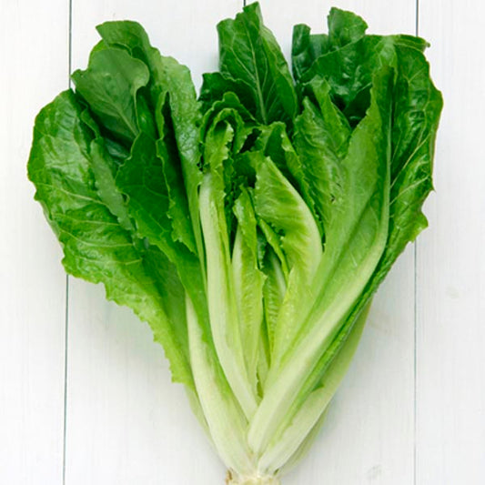 Heirloom Cos Lettuce - Parris Island Green Seeds