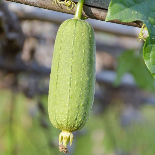 Luffa Gourd Seeds