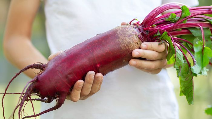 Heirloom Mangel Wurzel Seeds