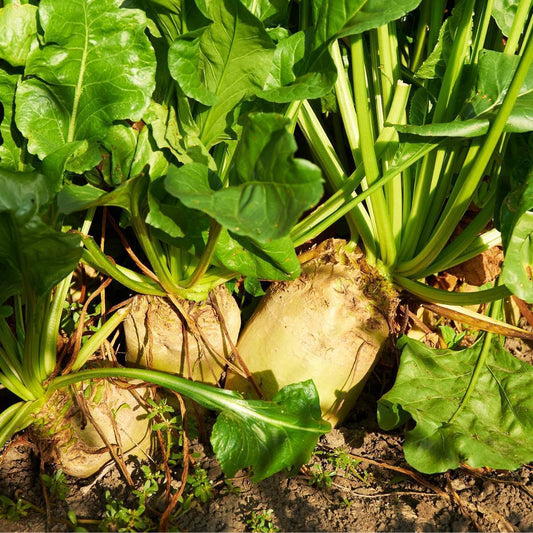 Heirloom Mangel Wurzel Seeds