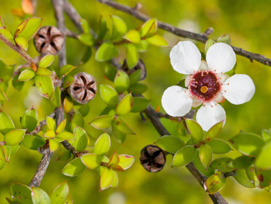 Manuka Honey Tea Tree Seeds