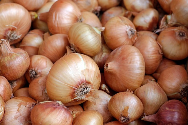 Heirloom Onion Pukeohen Long Keeper