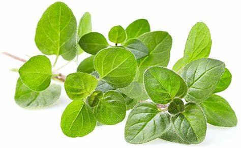 Oregano Seeds