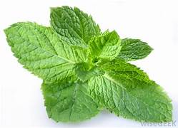 Peppermint Seeds