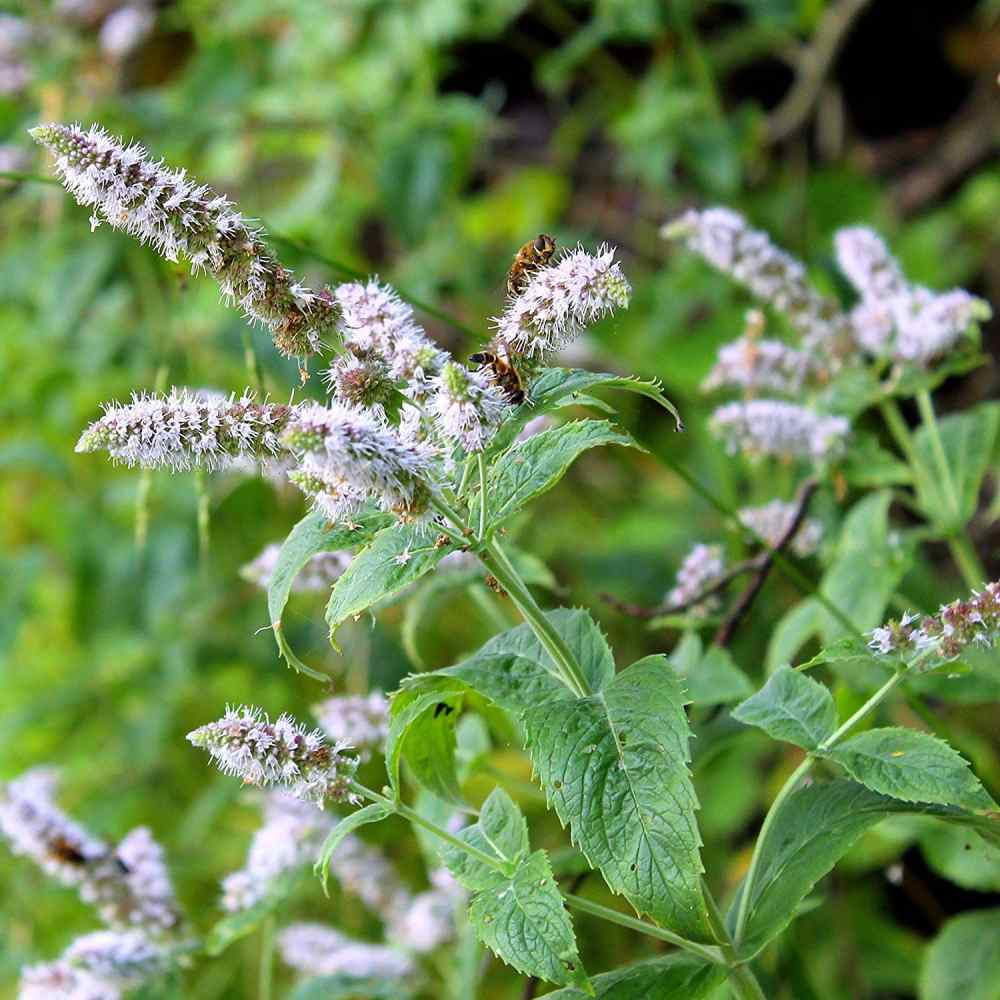 Peppermint Seeds