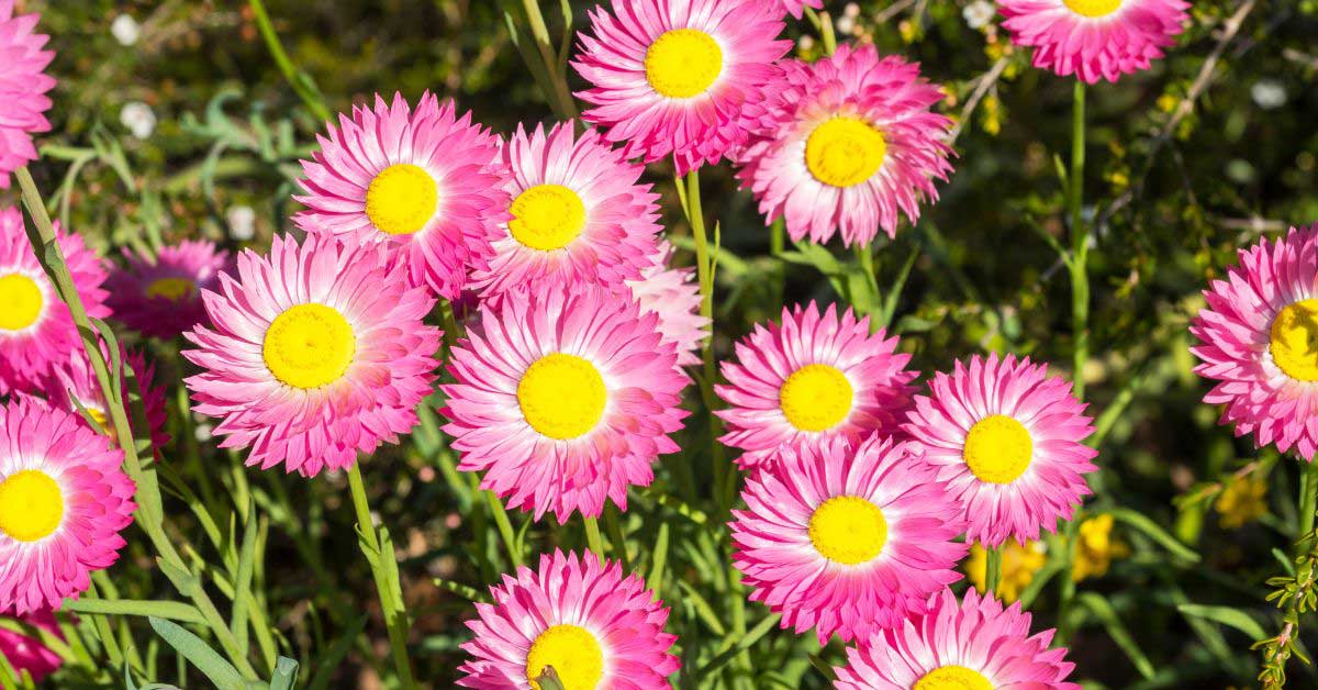 Everlasting Daisy Bright Rose- Strawflower Seeds