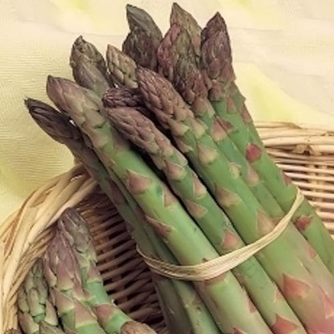 Heirloom Asparagus Argenteuil Seeds