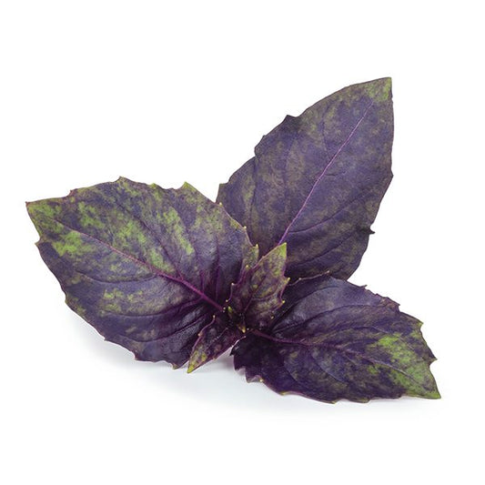Sweet Purple Basil Seeds