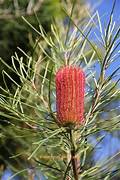 Bonsai Hamper Australian Native Red Swamp Banksia
