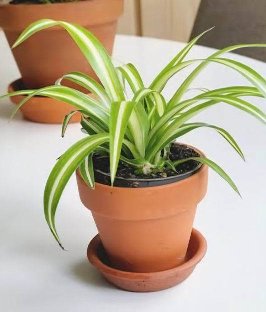 Spider House Plant in Terracotta