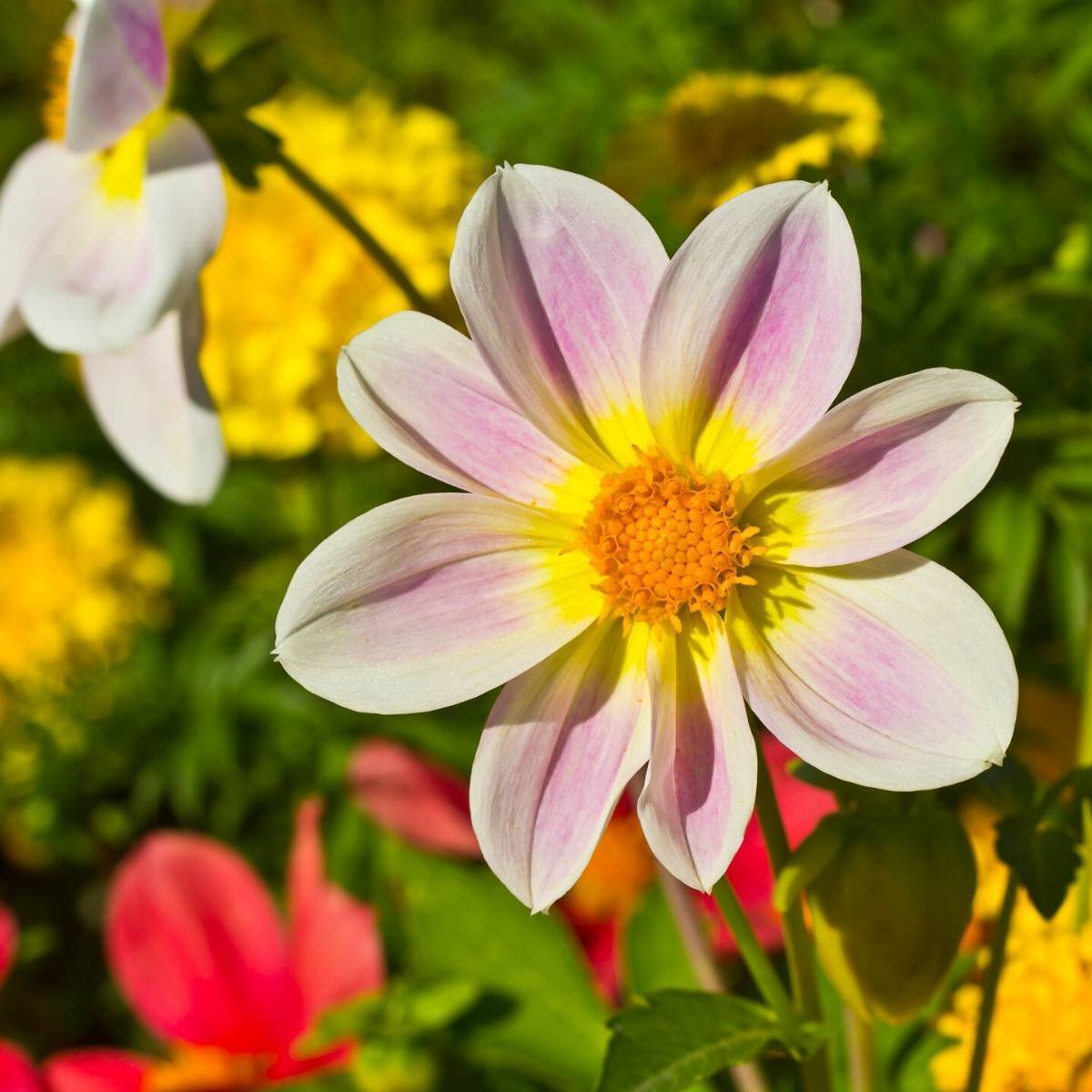 Dahlia Unwins Mixed Seeds