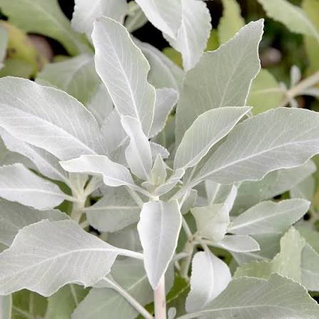 White Sage Seeds