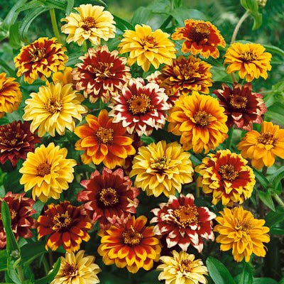 Zinnia Persian Carpet Seeds